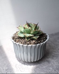 圓葉姆指嚴龍 蕾絲 7cm闊 多肉塊根龍舌蘭植物