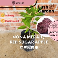 Anak Pokok Nona Merah / Red Sugar Apple Custard Apple 红皮释迦果 Pokok Hidup Buah Fruit Tree Outdoor Live