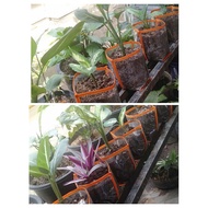 Polybag plastic for flowers Polybak 30x20 Plastic Bag