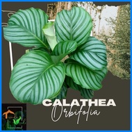 ◴  ⏕ ◑ Calathea Orbifolia Live Plants