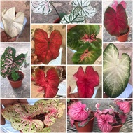 Instock Pokok Caladium Keladi ID Sweet Heart Elise Miss muffet festivia tambuna shycool red baret hilo fanny postman