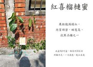 心栽花坊-紅喜榴槤蜜/抗寒品種/水果苗/榴槤蜜品種/嫁接苗/售價900特價750