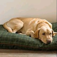 Dog pillow bed (uratex shredded foams inside)