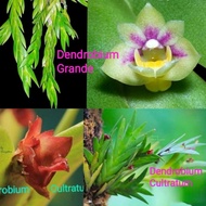 Anggrek Dendrobium Grande ; Anggrek LANGKA Dendrobium Cultratum /