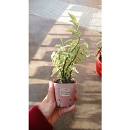 euphorbia tithymaloides / devils backbone