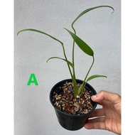 Monstera Burle Marx Flame - Rare Plant - Aroid Live Indoor Plant Pokok Tanaman Hiasan