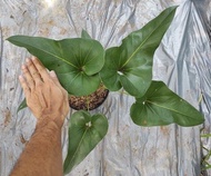 Anthurium Corong / Anthurium Brownii Kode B - Tanaman Hias Anthurium