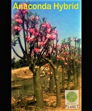 Adenium 富贵花 Anaconda Somalense 5/10 Seeds-Benih-种子. Thailand Origin (Ready stock in Msia)