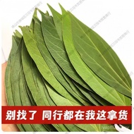 Leaf Photo Engraving Photo Specimen Safe Specimen Dried Leaf Leaf Laser Leaf Dried XV7F