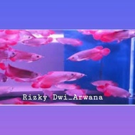 ikan arwana super red murah