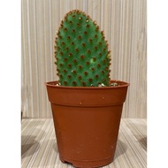 🌵 cactus opuntia (red)