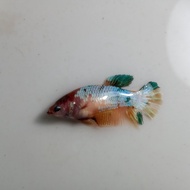 Ikan Cupang Female Betina Nemo Multicolor Galaxy Siap Breed BWW-114