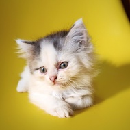Adopsi murah anak kucing persia Jantan Usia 3 bulan