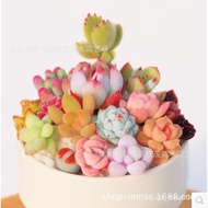 【Easy Plant】Wholesale Succulent Plant Desktop Bonsai Greenery Flower Combination Office Succulent Variety with Potted Pl