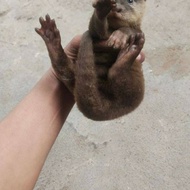 otter baby jinak