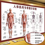 Human Body Muscle Structure Schematic Diagram Human Body Bone Structure Schematic Diagram Chinese Me