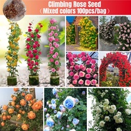 [Fast Germination] Mixed Color Climbing Rose Flower Seed for Sale (100 Pcs/pack) 蔷薇 Japanese Rose Seeds Bonsai Seed