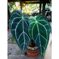 Anthurium Crystallinum Dark Form