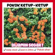 Rina • pokok ketup-ketup • bauhinia kockiana menjalar climber creeper outdoor plant tanaman hiasan bunga oren flower