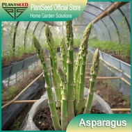 [Free gift]PlantSeed - 20 Benih Bibit Asparagus Green UC-157 Import Varietas Hijau f1