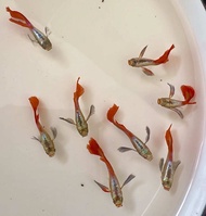 SALES🎁 Platinum Butterfly🦋 Red Tail Guppy - Weekly Promo (2 pair free 1 pair ) -What you see in vide