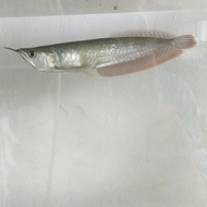 ikan arwana silver 15 cm