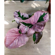 RARE Syngonium Pink Beauty