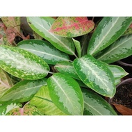 ♞,♘,♙AGLAONEMA VARIETIES 2