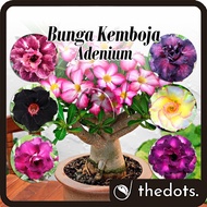 Real Live Plant Adenium Thailand (Random) Bunga Kemboja Pokok Hidup 富贵花