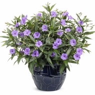 Bunga Ruellia Tuberosa (Polybag)-Purple