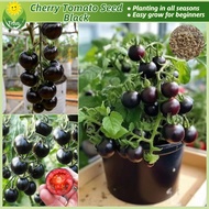 ปลูกง่าย เมล็ดพันธุ์ มะเขือเทศเชอรี่ดำ บรรจุ 100 เมล็ด Black Cherry Tomato Seed Fruit and Vegetable Seeds for Planting เมล็ดพันธุ์ผัก บอนไซ ผักสวนครัว ผักออร์แกนิก พันธุ์ผลไม้ เมล็ดผัก ต้นไม้มงคล ต้นไม้แคระ เมล็ดผลไม้ พันธุ์ผัก ปลูกผัก ราคาถูก ของแท้ 100%