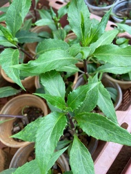 Combo 10 cây giống rau lủi (rau rừng Gia Lai)