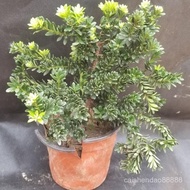 （现货）圆叶珍珠罗汉松,黑珍珠 红芽 金钻 菊花芯罗汉松 罗汉松树苗盆栽