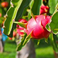 Dragon Fruit Seedling Base Wholesale Dragon Fruit Tree Seedlings with High Fruit Yield Dragon Fruit 