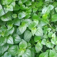 Chinese betel leaves plus roots 2 kg fresh