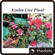 Real Live Plant Azalea Flower Plant Pokok Hidup Bunga Azalea 杜娟花