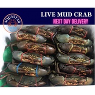 ‼️Guarantee 100% ‼️ Live Mud Crab 活螃蟹 （Area KL &amp; Selangor)