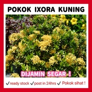 RINA • pokok Ixora kuning • coccinea jejarum pecah periuk siantan seganding jantan Pokok bunga tumbu