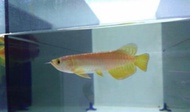 arwana golden red