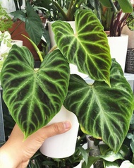 Philodendron Verrucosum tanaman hias