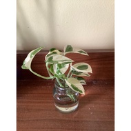 Money plant epipremnum Njoy / Njoy pothos 白金葛