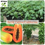 READY STOCK- Anak pokok Betik Calina/California (Calina/California Papaya Seedlings) 木瓜