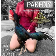 Telur Ayam Bangkok Pakhoy Super siap tetas