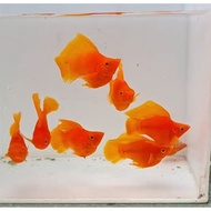 5 orange balloon moli