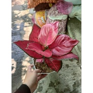 Aglaonema Red Queen Plants