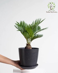 Berjaya Plant Nursery - Sago Palm/Cycas Revoluta(Pokok Bunga Hidup/Pokok Hiasan Dalam Rumah/Real Live Indoor Plant)