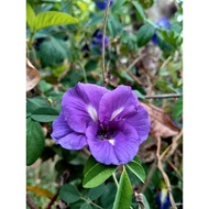 Telang anak pokok bunga biru