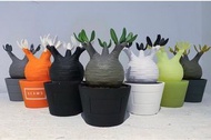 MEDICOM TOY X BOTANIZE VCD Pachypodium Gracilius象牙宮 一套9款
