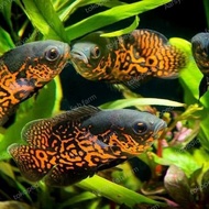 Paket 4 Ekor Ikan Oscar Tiger Batik Size 9-20Cm Kualitas Premium