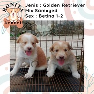 Golden Retriever Mix Samoyed Anak Anjing Golden Samoyed Jantan Betina